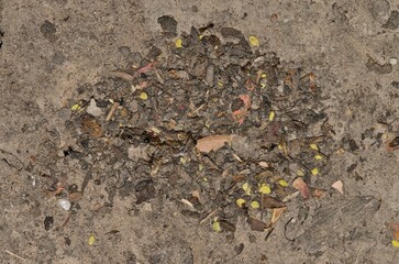 Pavement ants nest mound Tetramorium immigrans insects nature pest control.	