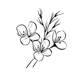 Obraz premium Floral bouquet modern. Hand drawn flowers. Line art bouquets of wildflowers, plants, and botanical illustrations.
