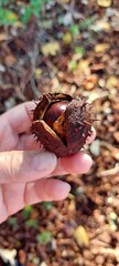 Chestnut in the hands of a woman,selective focus.