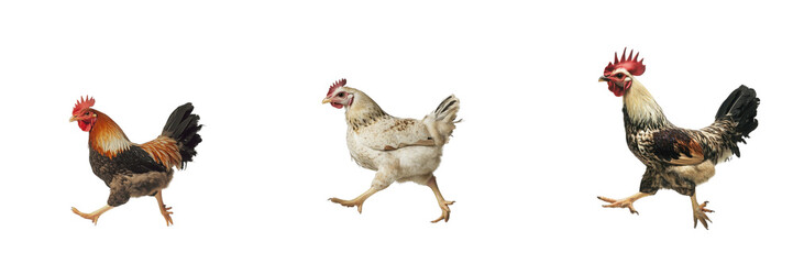 Fototapeta premium Set of a dynamic shot of a chicken mid-step, as if walking isolated on transparent background