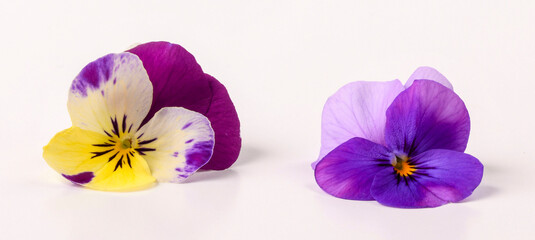 fiori viole viola isolate su sfondo bianco