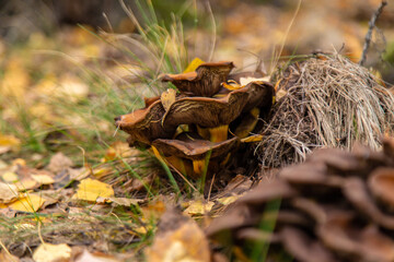 Bad mushrooms in the forest. Selective focus.