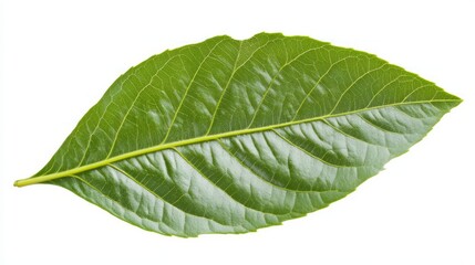 A thick green leaf