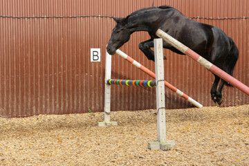 Horse Jumping Over a Barrier in an Arena