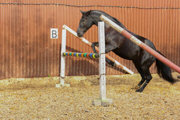 Horse Jumping Over a Barrier in an Arena