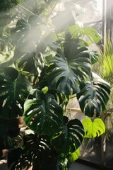  Monstera leaves captures the sunlight, showcasing their unique texture and shape in a lively indoor garden