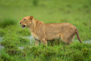 Lioness stands by water on grassy floodplain