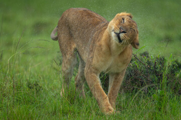 Lioness standing shaking off water from head