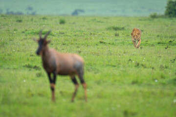 Lioness stalks topi in savannah lifting paw