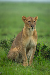 Lioness sitting on grass in heavy rain