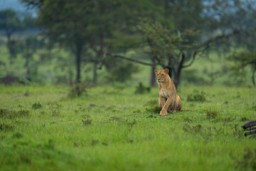 Lioness sitting near trees on short grass