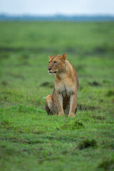 Lioness sits on short grass lowering head