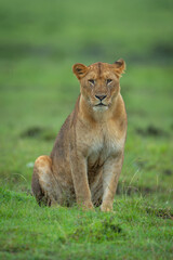Lioness sits on short grass staring ahead