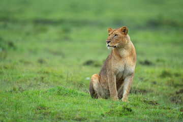 Lioness sits on short grass turning head