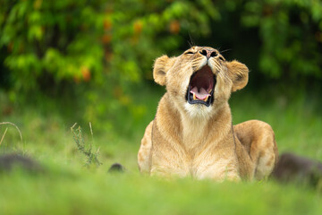 Lioness lies yawning on grass near bushes
