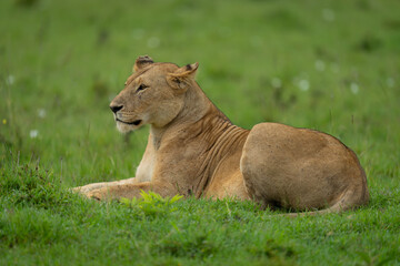 Lioness lies staring ahead on short grass