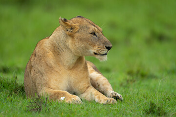 Lioness lies turning head on short grass