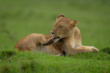 Lioness lies licking rear paw on grass