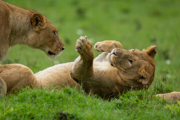 Lioness lies on back between two others
