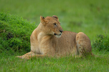 Lioness lies near grassy mound in rain