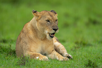 Lioness lies in rain on short grass