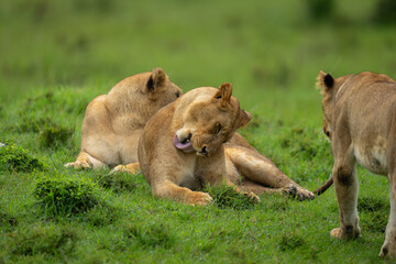Lioness lies grooming herself near two others