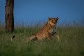 Lioness lies down in grass near tree