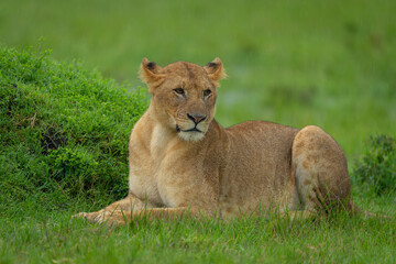 Lioness lies beside grassy mound in rain