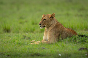 Lioness lies behind grassy mound on savannah