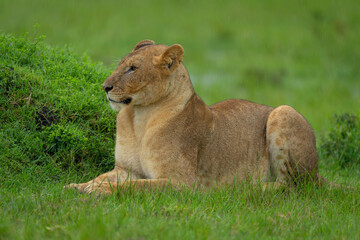 Lioness lies by grassy mound in rain