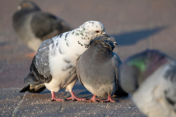 Obraz premium パートナーの羽繕いをするまだら模様の鳩, カワラバトのペア