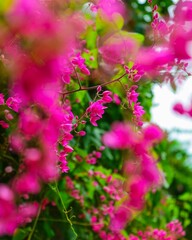 This collection of photos is a delicate artistic portrayal, capturing the stunning beauty of...