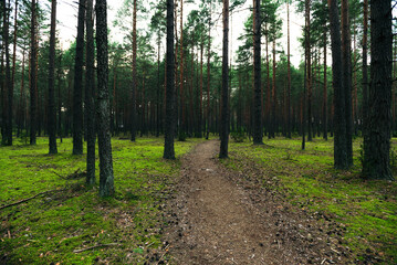 path in the forest