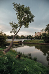 trees on the river