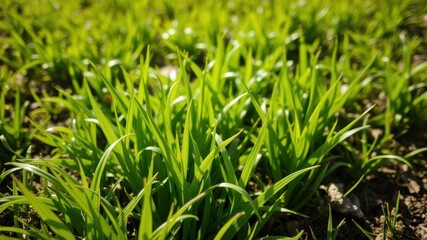 Lush, vibrant spring green grass in a field under the warm sun, fresh, sunlight