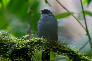 red winged blackbird