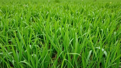 Obraz premium Vibrant green grass in a spring garden, environment, grass
