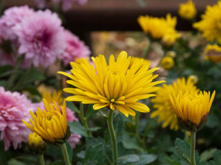 Vibrant Yellow and Pink Flowers in a Lush Garden Setting