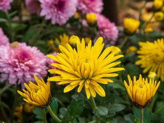 Vibrant Yellow and Pink Flowers in a Lush Garden Setting