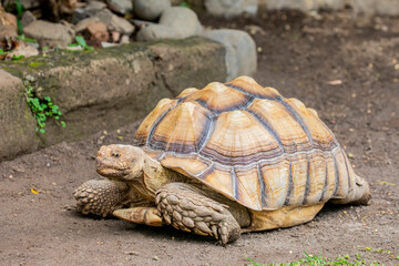 The African spurred tortoise (Centrochelys sulcata) is a species of tortoise, which inhabits the southern edge of the Sahara desert in Africa. It is the third-largest species of tortoise in the world.