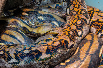 The reticulated python (Malayopython reticulatus) is a species of snake in the family Pythonidae. The species is native to South Asia and Southeast Asia. It is the world's longest snake.