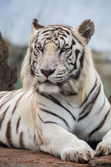 The white tiger is a pigmentation variant of the Bengal tiger.  Such a tiger has the black stripes typical of the Bengal tiger, but carries a white or near-white coat.