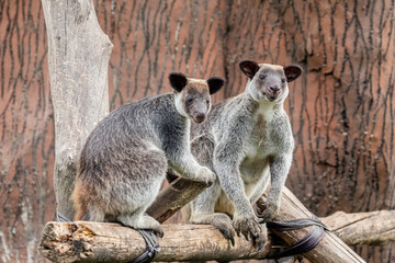 The Grizzled Tree-Kangaroo (Dendrolagus inustus) is a tree-dwelling marsupial found in the rainforests of New Guinea and nearby islands. It has a distinctive grizzled or speckled fur pattern