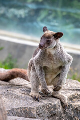 The Grizzled Tree-Kangaroo (Dendrolagus inustus) is a tree-dwelling marsupial found in the rainforests of New Guinea and nearby islands. It has a distinctive grizzled or speckled fur pattern