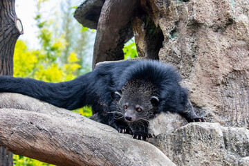 The closeup image of binturong (Arctictis binturong) is a viverrid native to South and Southeast Asia.
It is omnivorous, feeding on small mammals, birds, fish, earthworms, insects and fruits.