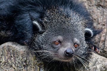 The closeup image of binturong (Arctictis binturong) is a viverrid native to South and Southeast Asia.
It is omnivorous, feeding on small mammals, birds, fish, earthworms, insects and fruits.