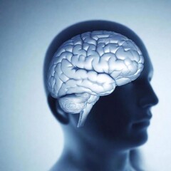 Fototapeta premium brain anatomy in human head, illustration