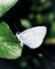 White butterfly on leaf