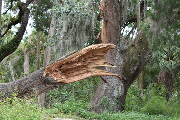 tree limb branch broken off due to storm damage