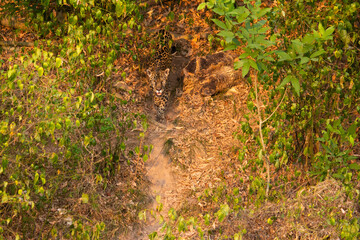 Panthera onca _ onça-pintada _ jaguar